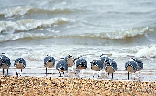 Telling Tails_34355.jpg - Gulls on a beach photographed along the Gulf coast near Port Lavaca, Texas, USA.